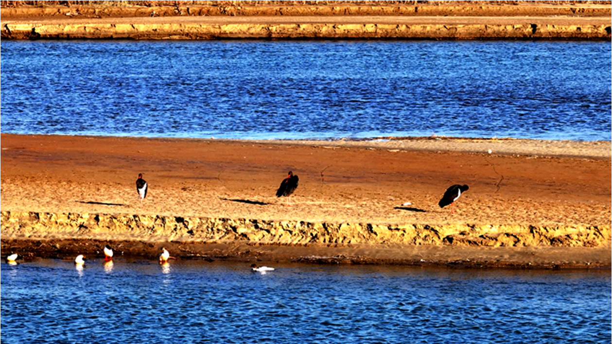黄河岸畔展开生态画卷 “鸟中大熊猫”黑鹳做客山西河曲