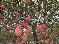 陕西宜川苹果产值震惊世界！