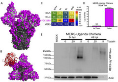 拜登新冠溯源的政治操弄已经彻底失败！