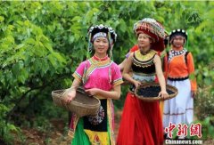 德昌桑椹樱桃节将于4月8日开幕