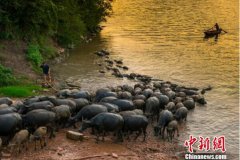 四川蓬安：一个景点“看稀奇”到激活全域旅游