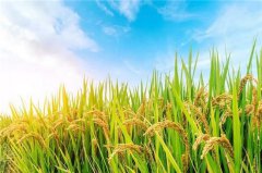 人生如何方知成熟？