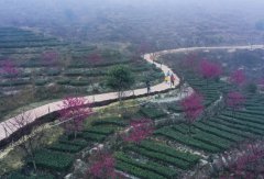 南靖土楼首届樱花文化节拉开帷幕