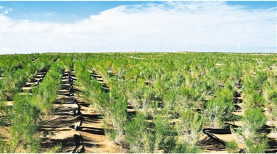 1592944553204719.jpg rmrbhwb2020062401p34_b.jpg