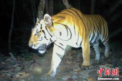 全球老虎日 泰国西部森林发现三只老虎踪迹