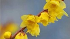 故宫御茶“三清茶＂与乾隆皇帝的＂三清茶”诗