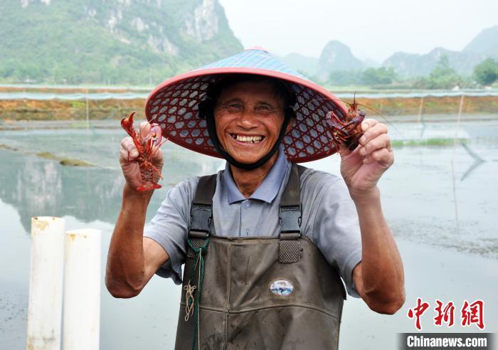 在广西南宁市上林县三里镇小龙虾水产健康养殖示范场,农民展示捕获的小龙虾。 黄艳梅 摄 点击进入下一页