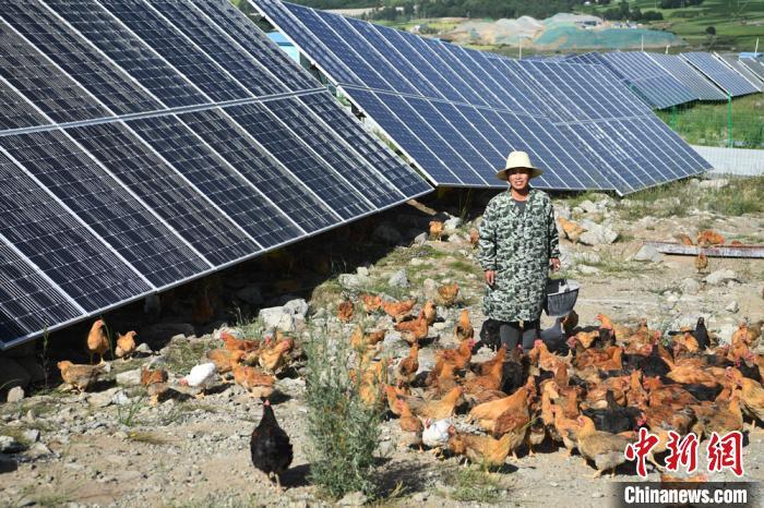 2020年7月7日,积石山县刘集乡肖家村村民在光伏电站内养鸡。(资料图)杨艳敏 摄 点击进入下一页