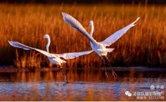 生态摄影——记录大自然的动物们