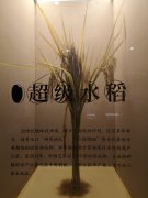 海外华文媒体走进隆平水稻博物馆